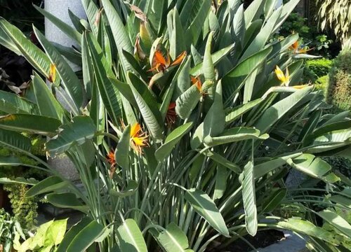 天堂鸟叶子卷起来怎么补救