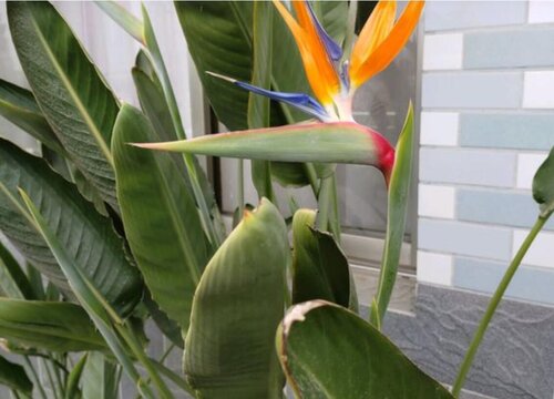 天堂鸟叶子卷起来怎么补救