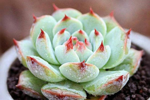 全年不休眠的多肉品种图片