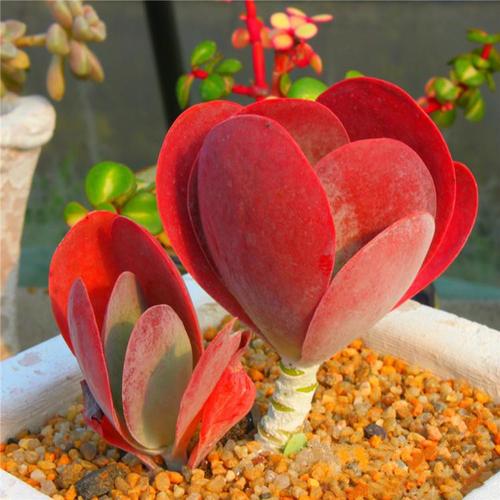 全年不休眠的多肉品种图片