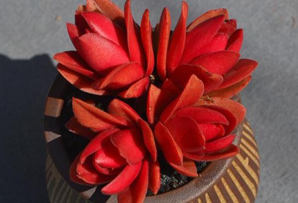 全年不休眠的多肉品种图片