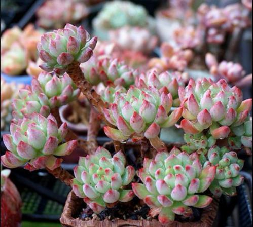 全年不休眠的多肉品种图片