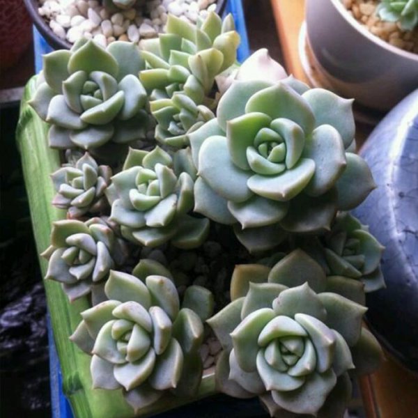 全年不休眠的多肉品种图片