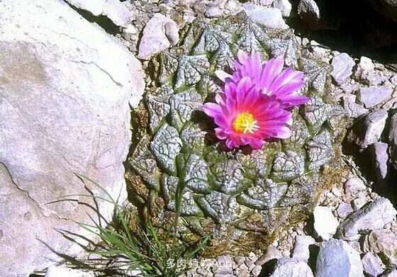 全年不休眠的多肉品种图片