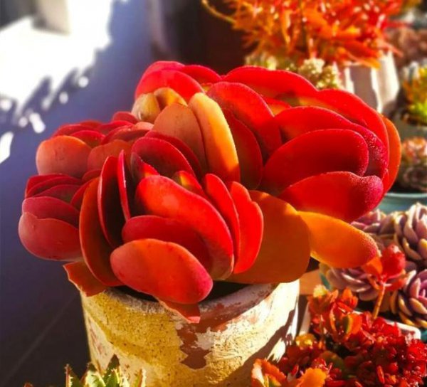 全年不休眠的多肉品种图片