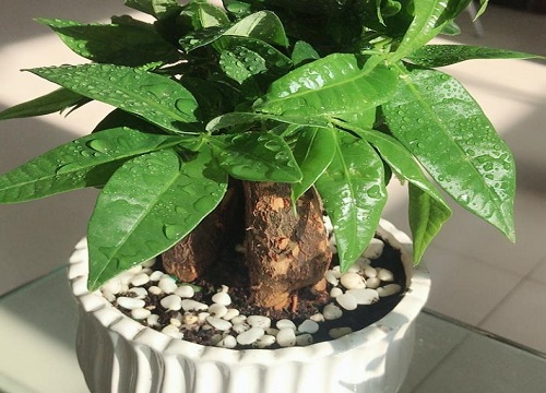 发财树怎样养才能枝繁叶茂