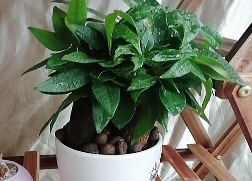 发财树怎样养才能枝繁叶茂