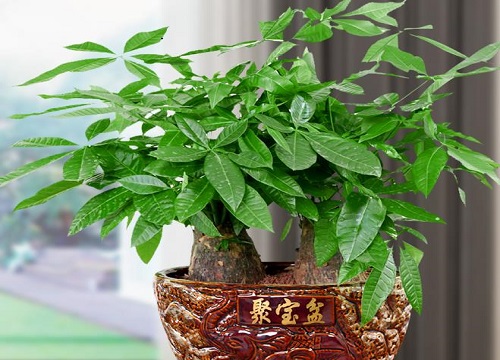 发财树怎样养才能枝繁叶茂