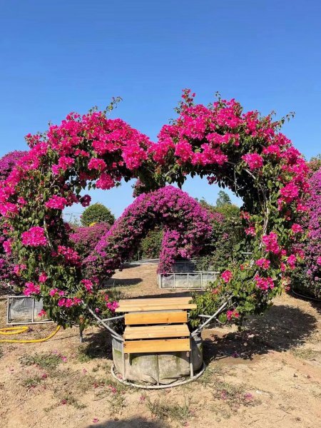 阳台种什么植物风水好又旺财