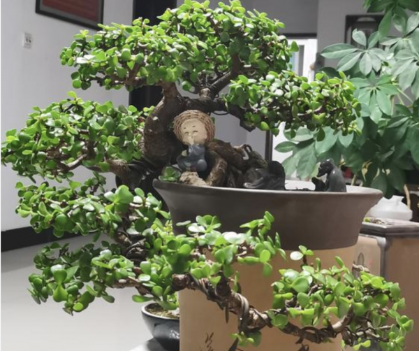 阳台种什么植物风水好又旺财