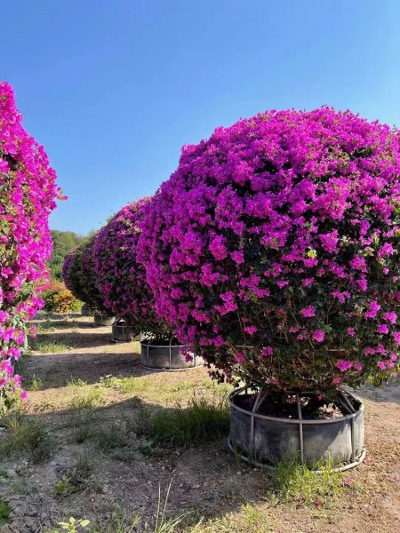 阳台种什么植物风水好又旺财