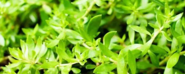 狗牙草什么季节适合播种