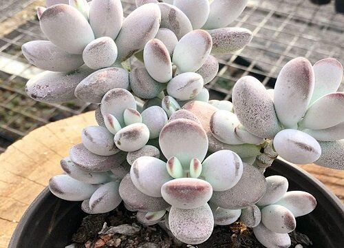 乒乓福娘的养殖方法和注意事项