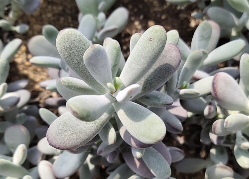 乒乓福娘的养殖方法和注意事项