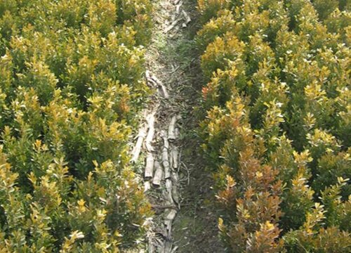 黄杨树冬天落叶吗