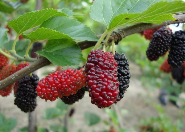 富含花青素的食物和水果排行榜