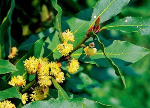 有什么花的花语是战争