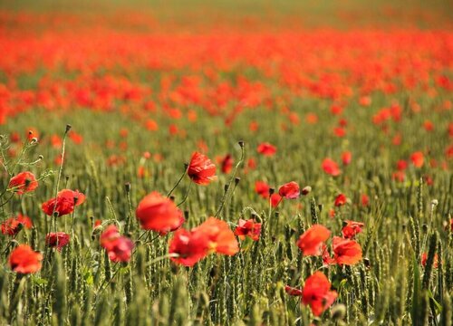 有什么花的花语是战争