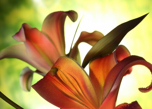 有什么花的花语是战争