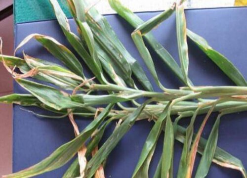 生姜病虫害防治技术与方法措施