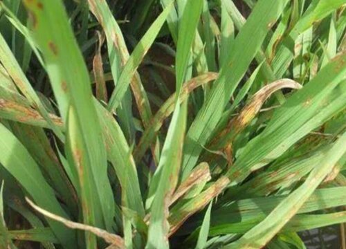 生姜病虫害防治技术与方法措施