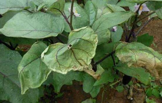 茄子干叶是什么病用什么药能治