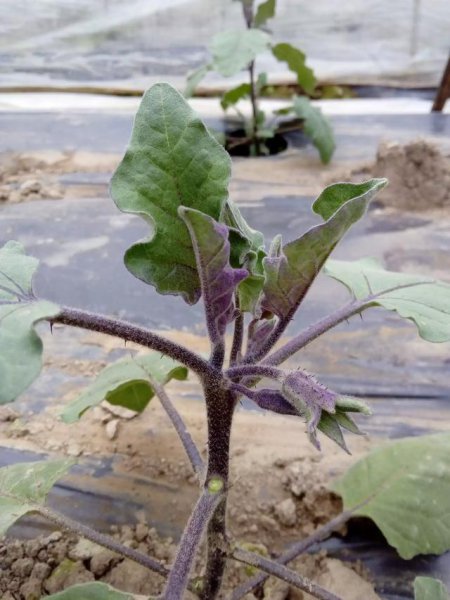 茄子干叶是什么病用什么药能治