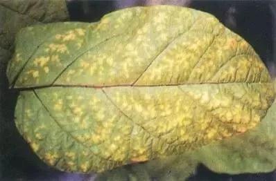 茄子干叶是什么病用什么药能治