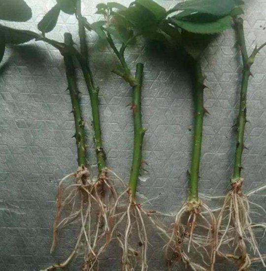 月季花什么时候扦插好活