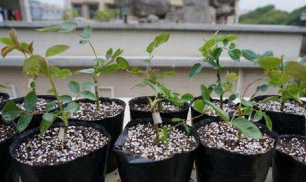 月季花什么时候扦插好活