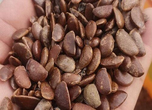 柿子种子怎么种植方法