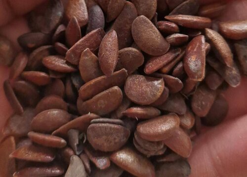 柿子种子怎么种植方法