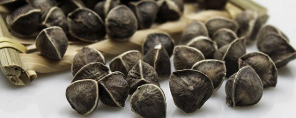 辣木籽是热性还是凉性