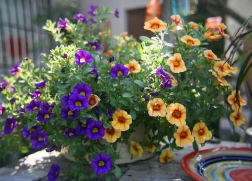 百万小玲花期是什么时候