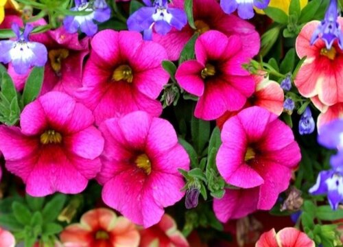 百万小玲花期是什么时候