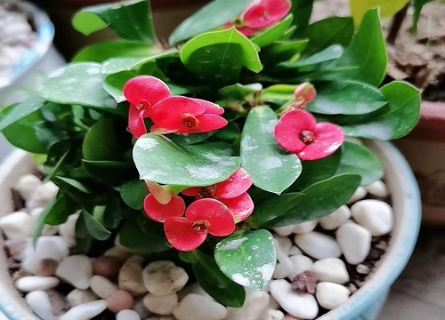 教你如何在冬天养殖虎刺梅