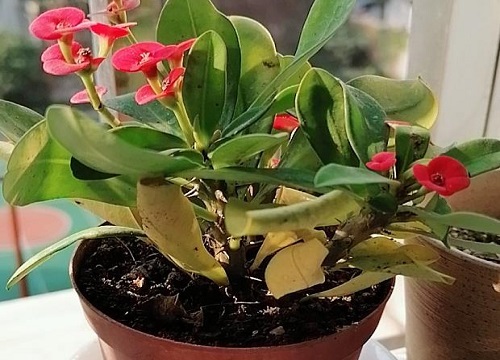 教你如何在冬天养殖虎刺梅