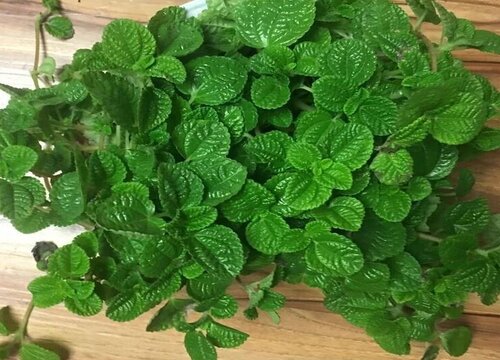 吸毒草可以水培吗