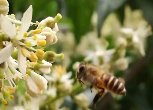 中华蜜蜂病虫害防治技术与方法