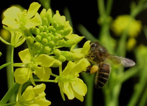 中华蜜蜂病虫害防治技术与方法