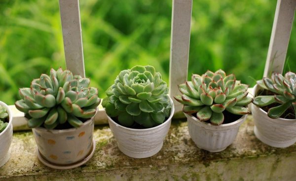 双子座女和什么星座男最配