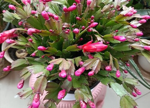 蟹爪兰需要剪枝吗