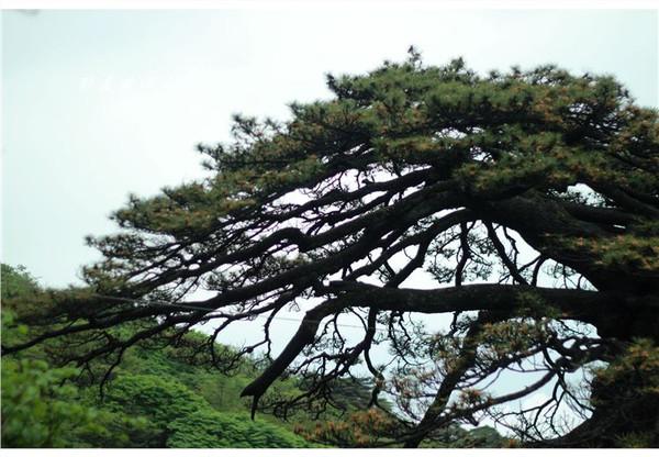 天下第一奇山是指哪个山