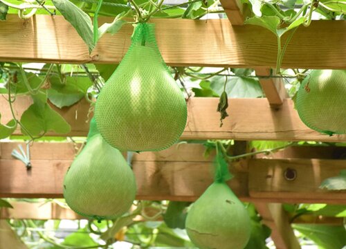 葫芦种植时间和方法