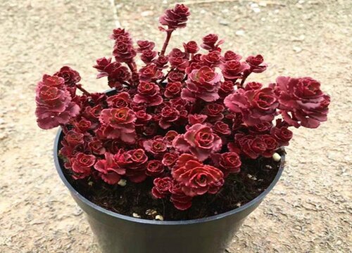 盆栽玫瑰怎么养