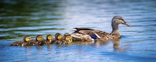 鸭子怎样清蒸好吃又营养