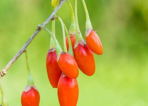 枸杞可以泡水喝吗