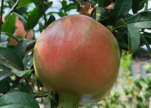 石榴树几月份剪枝最好