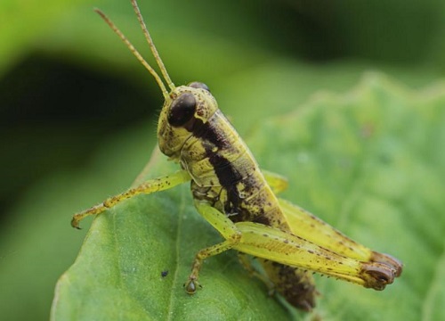 2023年养殖业什么最赚钱