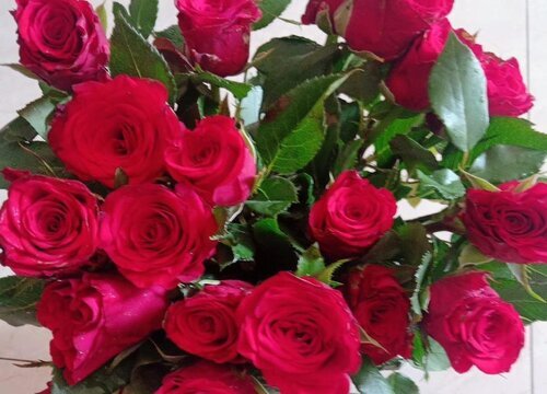 玫瑰花是热性还是凉性的